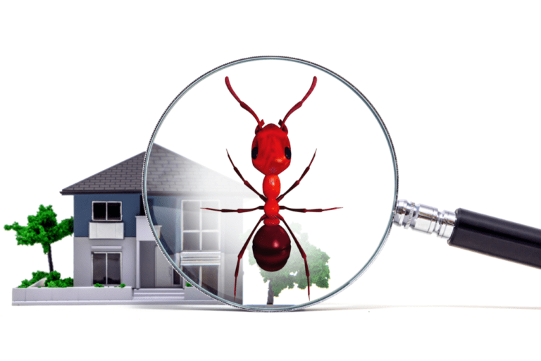 Pest Inspection Westwood Pest Control 6108