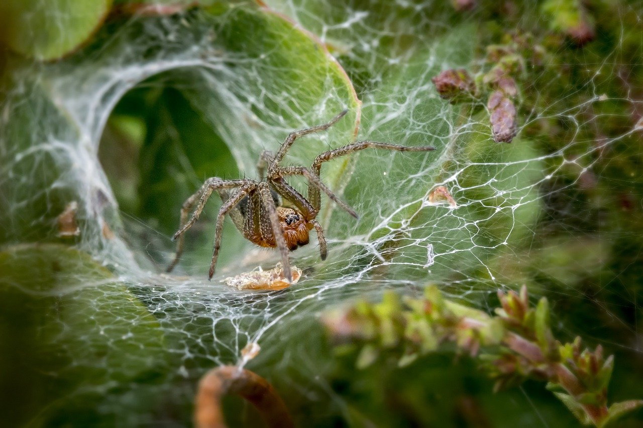 Spiders - Control of pest spiders in the garden.