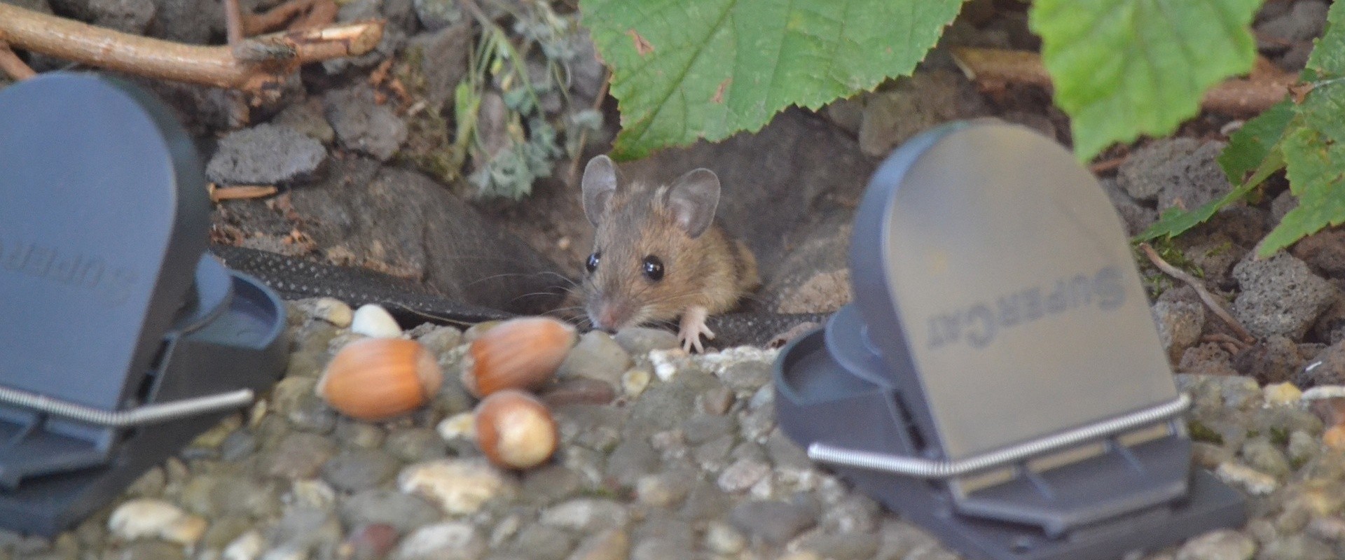 Does Soap help Keep Mice Away? — United Pest Control